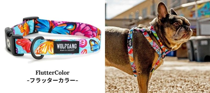 ウルフギャング　人気ランキング　フラッターカラー