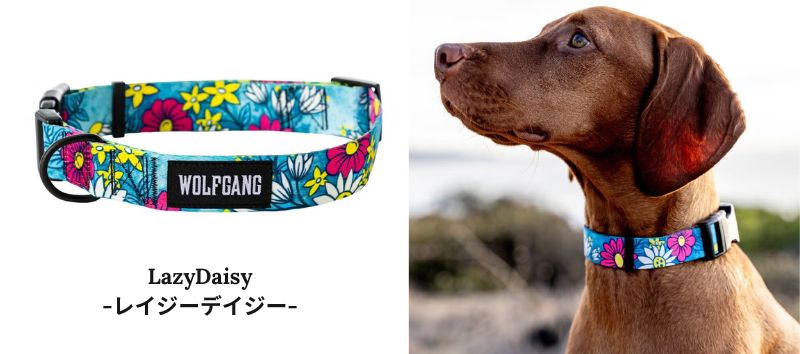 ウルフギャング　人気ランキング　レイジーデイジー