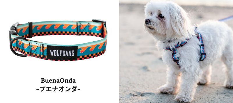 ウルフギャング　人気ランキング　ブエナオンダ