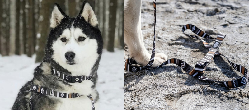 ウルフギャング 犬 ニュームーン