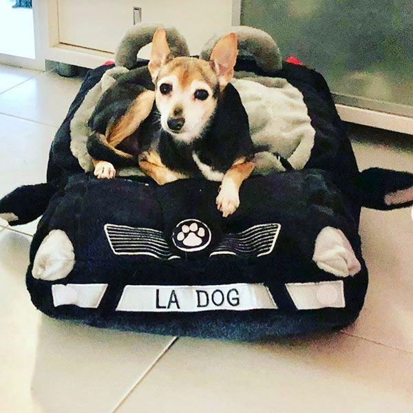 オートディギティドッグ Haute Diggity Dog 犬 おもちゃ Furcedes Bed 車型ベッド Hdd075 音が鳴る 犬用ぬいぐるみ 国内正規品 物語のある雑貨店 Nuts