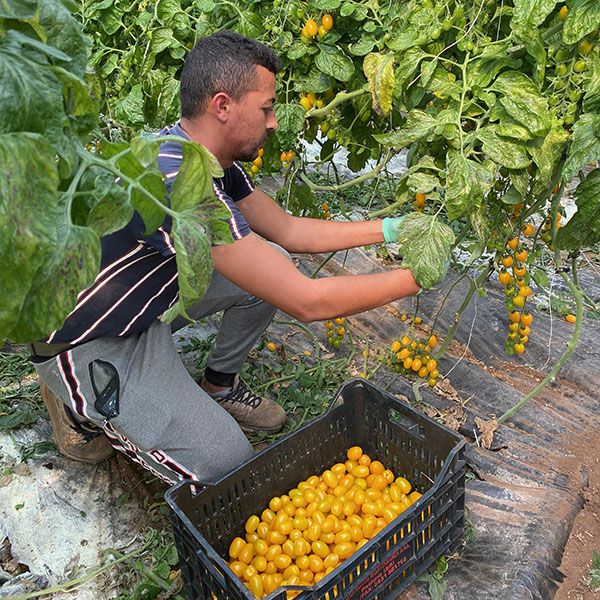 有機ゴールデンイエロートマトソース パスタソース カラフルミニトマト VB-0002 イタリア シチリア産 ダッテリーニ 【正規品】