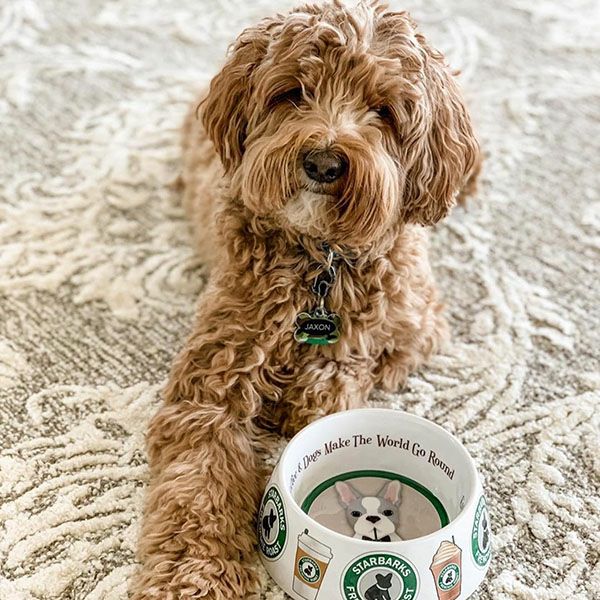 犬用食器　フードボウル　ギフト　おしゃれ