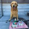 【NEW】オートディギティドッグ Haute Diggity Dog 犬 フードボウル　 【Rose' All Day Bowl】 HDD202 餌用食器　フードボウル 餌入れ