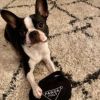 オートディギティドッグ Haute Diggity Dog 犬 おもちゃ 【Pawda Bag バッグ】 HDD012-LG 音が鳴る 犬用ぬいぐるみ 国内正規品