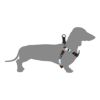【ステッカープレゼント】ウルフギャング マン＆ビースト ハーネス Sサイズ 小型犬用 BigShock WH-001-75 【メール便対応商品 3点まで】 国内正規品