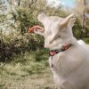 【ステッカープレゼント】ウルフギャング マン＆ビースト ハーネス Sサイズ 小型犬用 DarkFloral WH-001-00 【メール便対応商品 3点まで】 国内正規品
