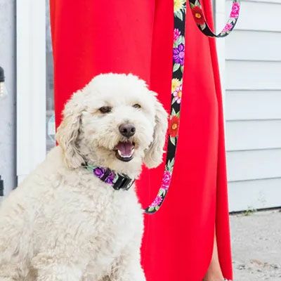 【2022年 カレンダープレゼント】ウルフギャング マン＆ビースト ハーネスリードセット（胴輪） Mサイズ 中型犬用 DarkFloral WH-002-WL-002-00 【メール便対応商品1セットまで】 国内正規品