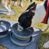 コラプズ 折りたたみ式 フードボウル コラプシブルツインドッグボウル colapz Collapsible Twin Dog Bowls