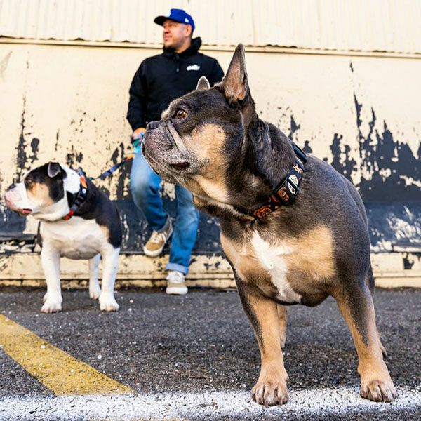 ウルフギャング マン＆ビースト リード Mサイズ 中型犬用 MugShot WL