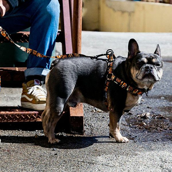 ウルフギャング マン＆ビースト リード Mサイズ 中型犬用 MugShot WL