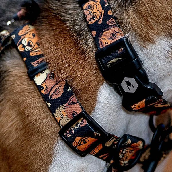 KLASSE14 ペットリード Collar&Leash – KLASSE14